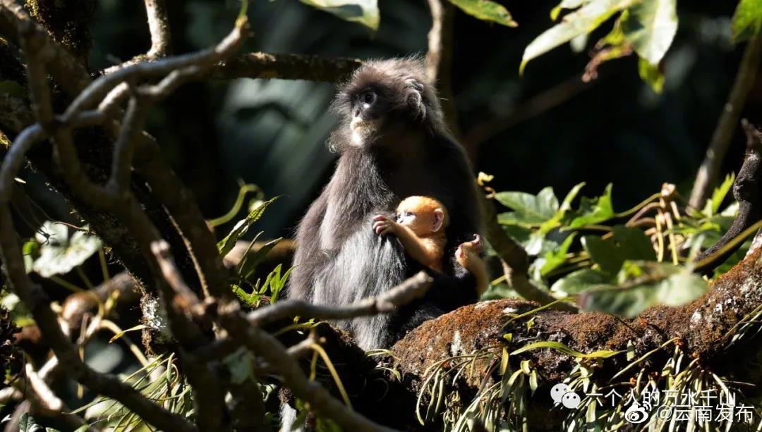 “云南发布”微博