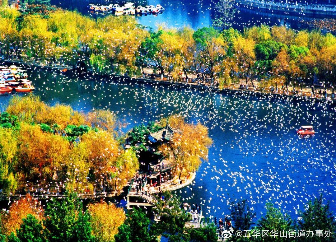 红嘴鸥与昆明的冬日恋歌 | The Red-billed Gull and Kunming