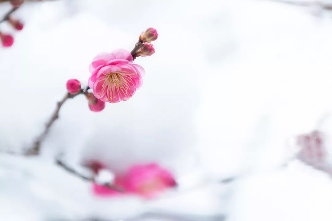 红色扎西