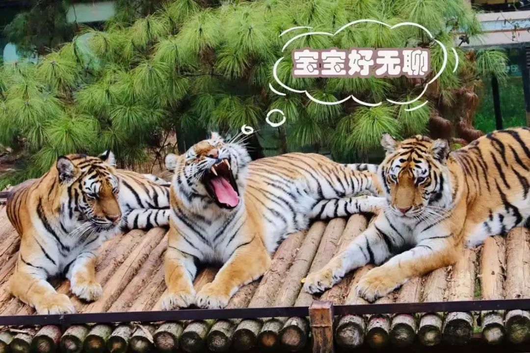 云南野生动物园