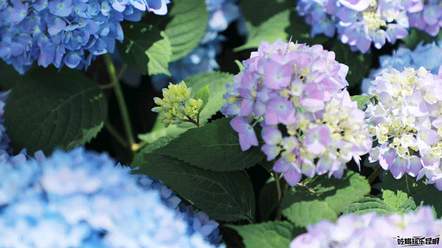 昆明滇池国家旅游度假区管理委员会(微信)