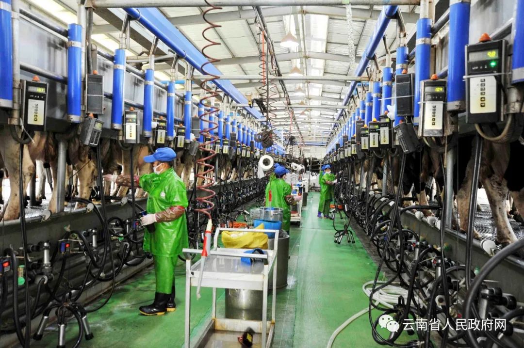 云南省人民政府网