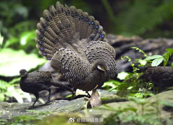 昆明信息港