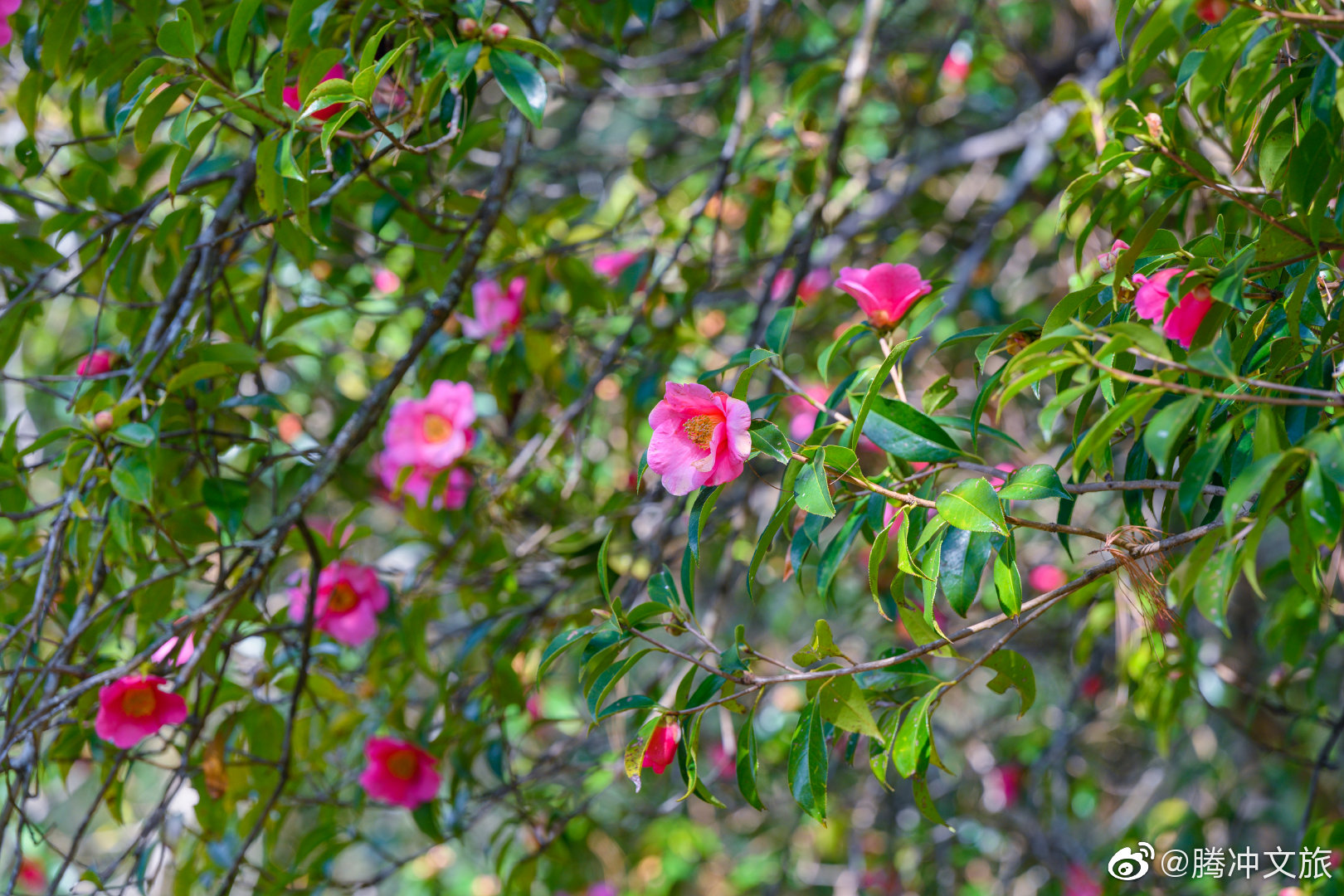 腾冲文旅微博