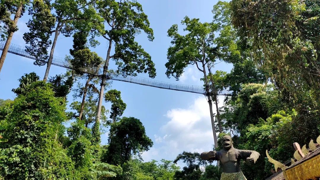 西双版纳望天树景区