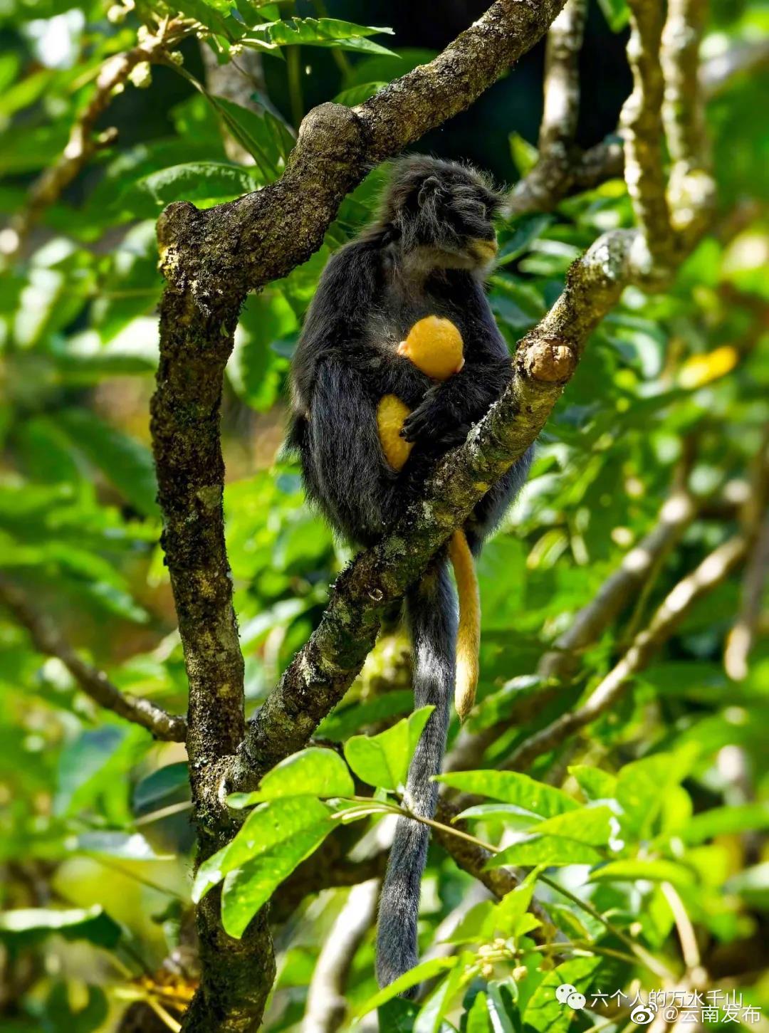 “云南发布”微博