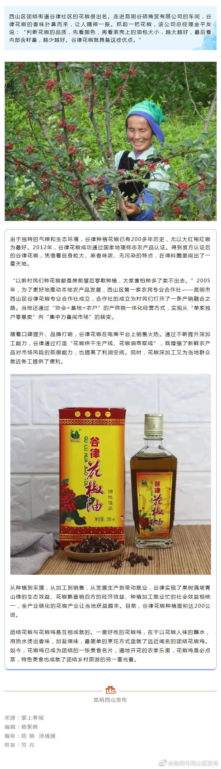 西山区谷律花椒，飘香销四方