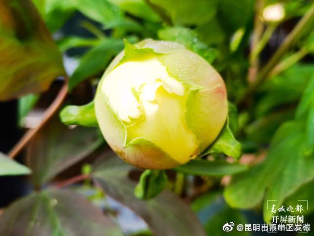 “昆明市西山区发布”微博