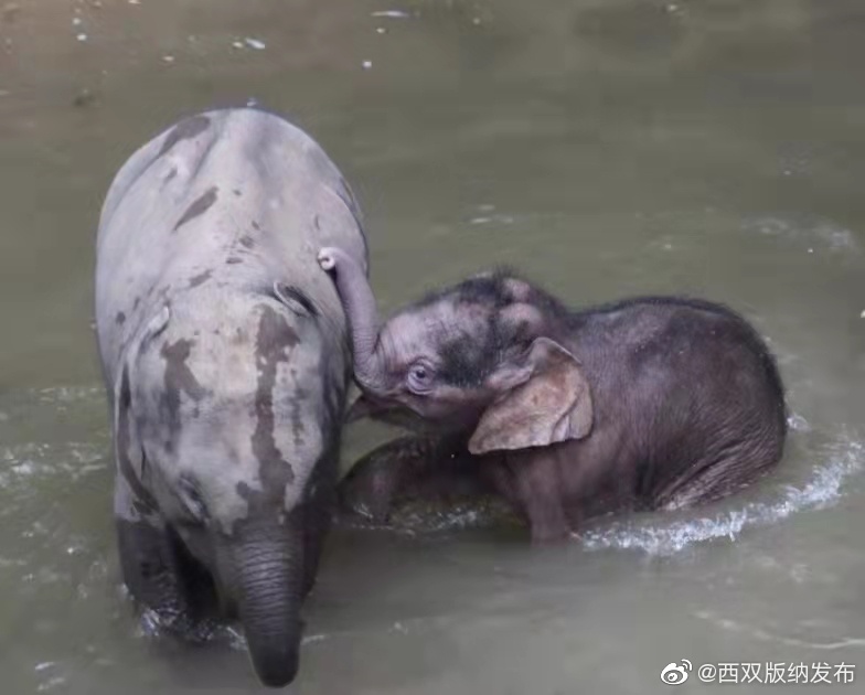 萌翻！野象谷象宝宝扎堆出生