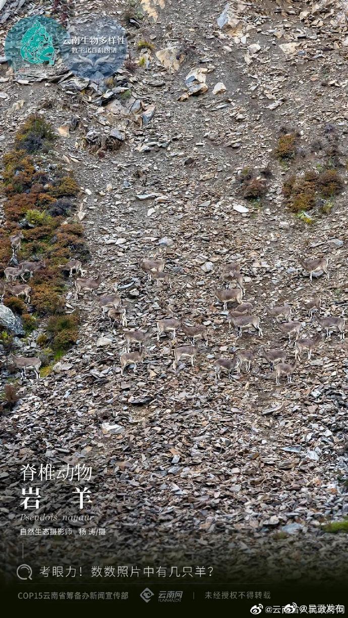 脊椎动物——岩羊