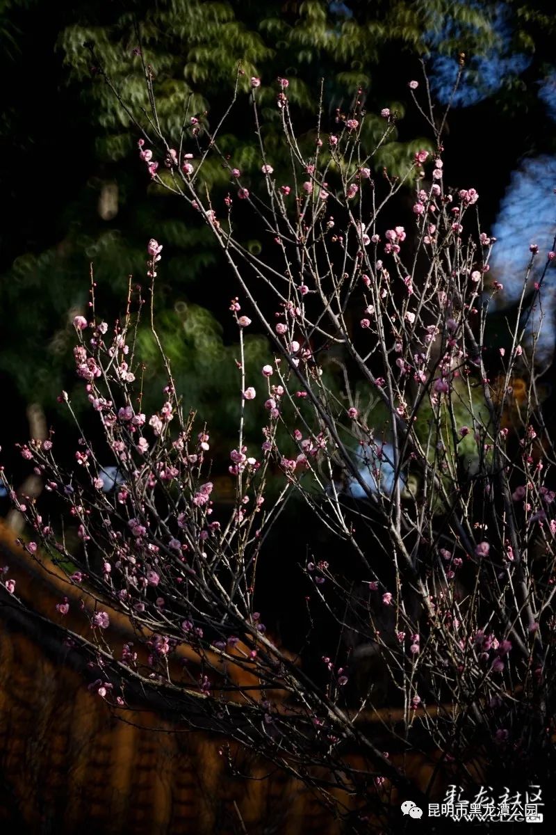 昆明市黑龙潭公园