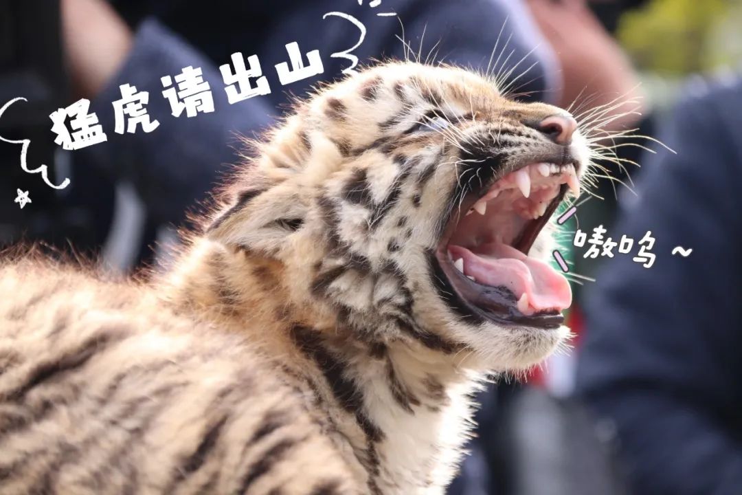 云南野生动物园