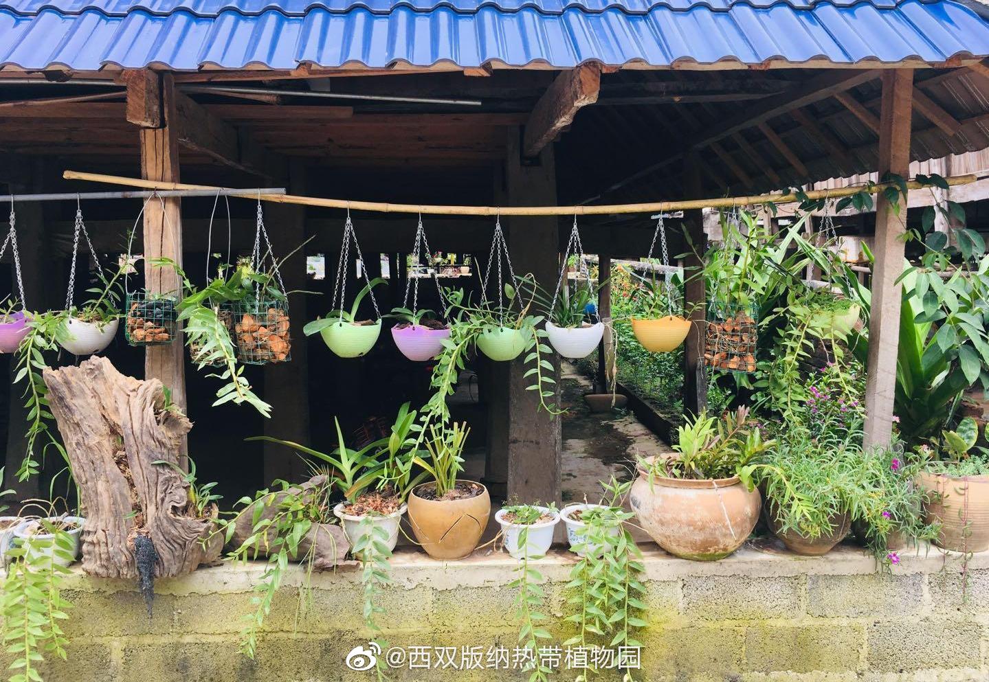 西双版纳热带植物园微博