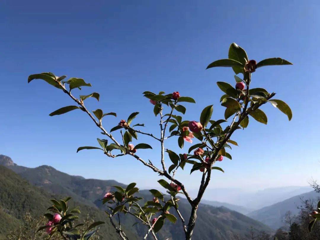 丽江日报