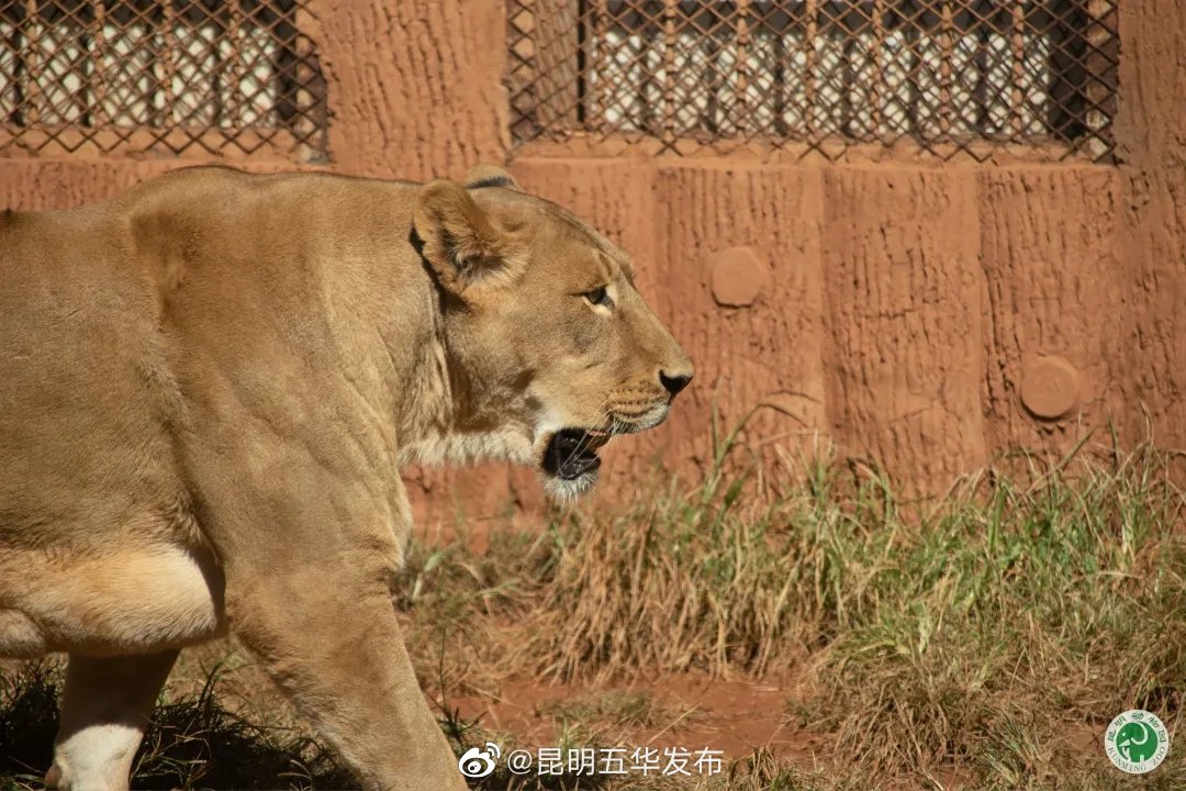 “昆明五华发布”微博