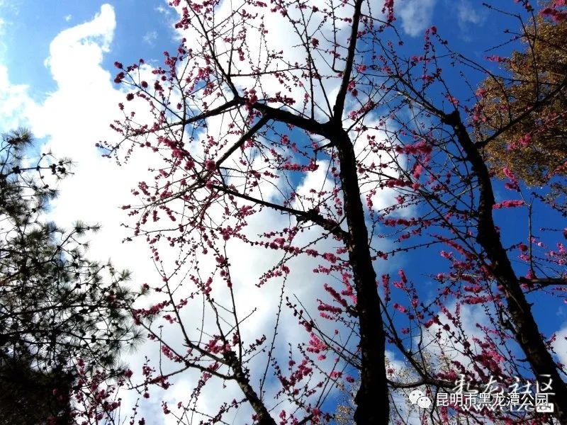 昆明市黑龙潭公园