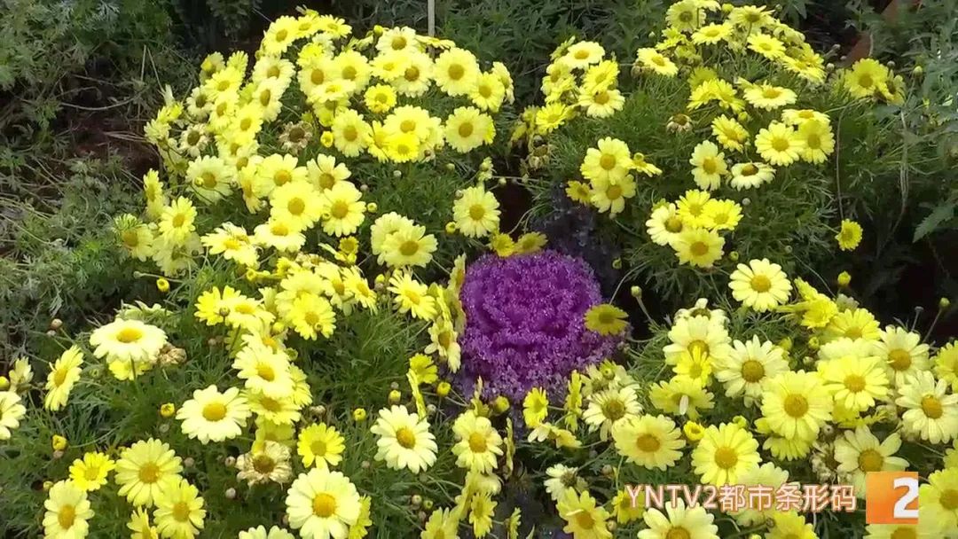 昆明信息港/cnkmxxg