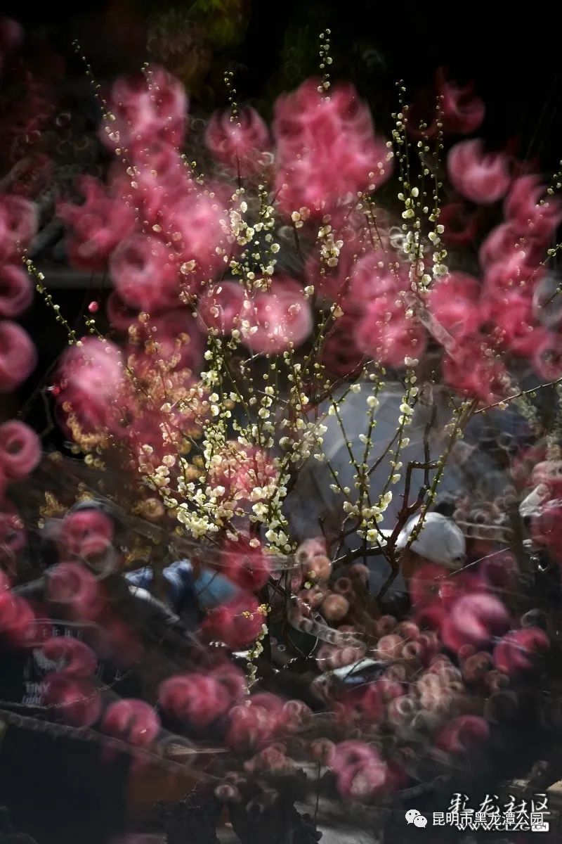 昆明市黑龙潭公园