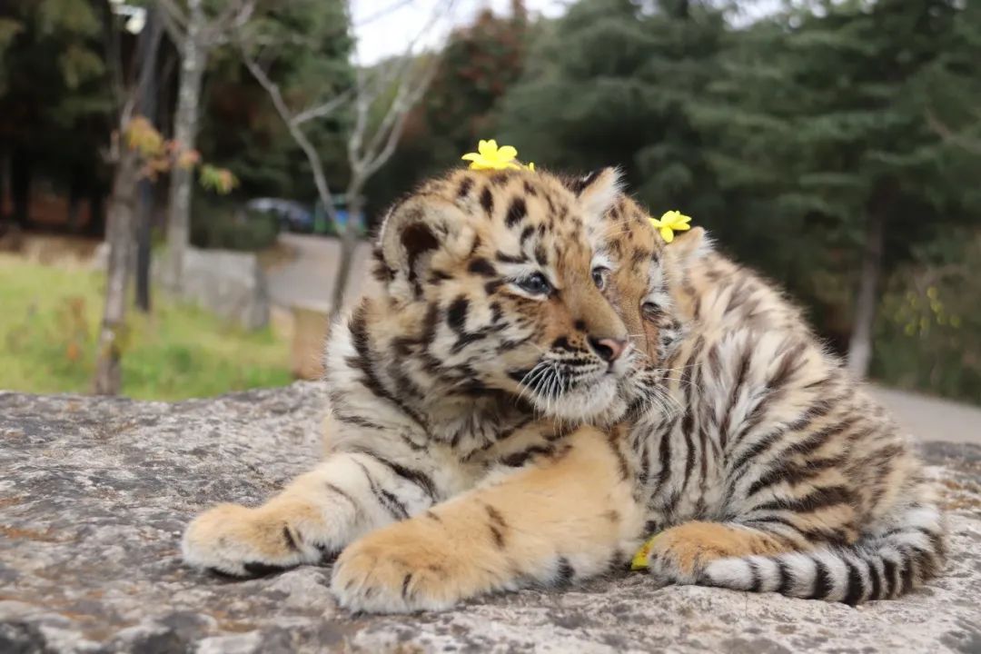 云南野生动物园