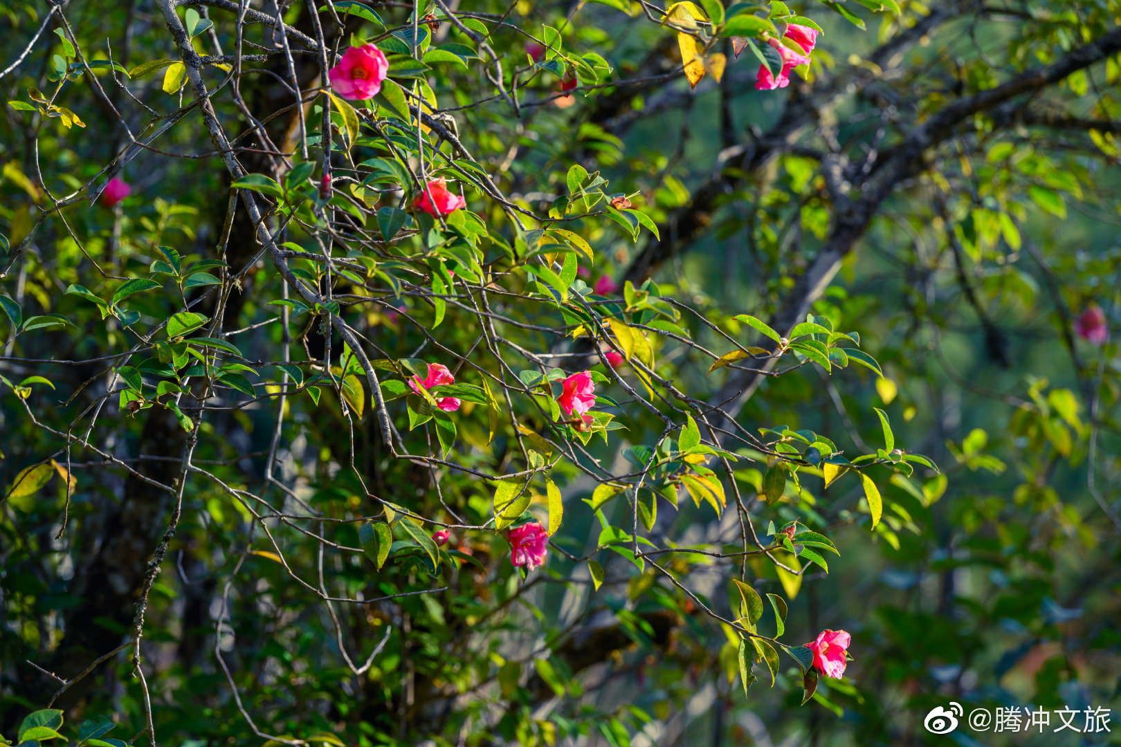 腾冲文旅微博