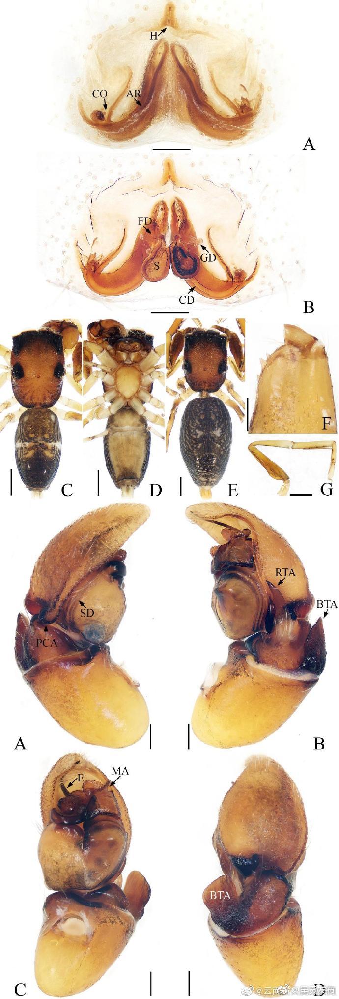 云南发现蜘蛛新种“宽合跳蛛”