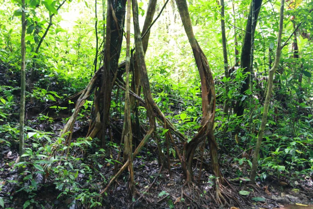 西双版纳望天树景区