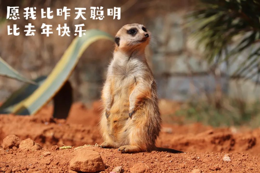 云南野生动物园