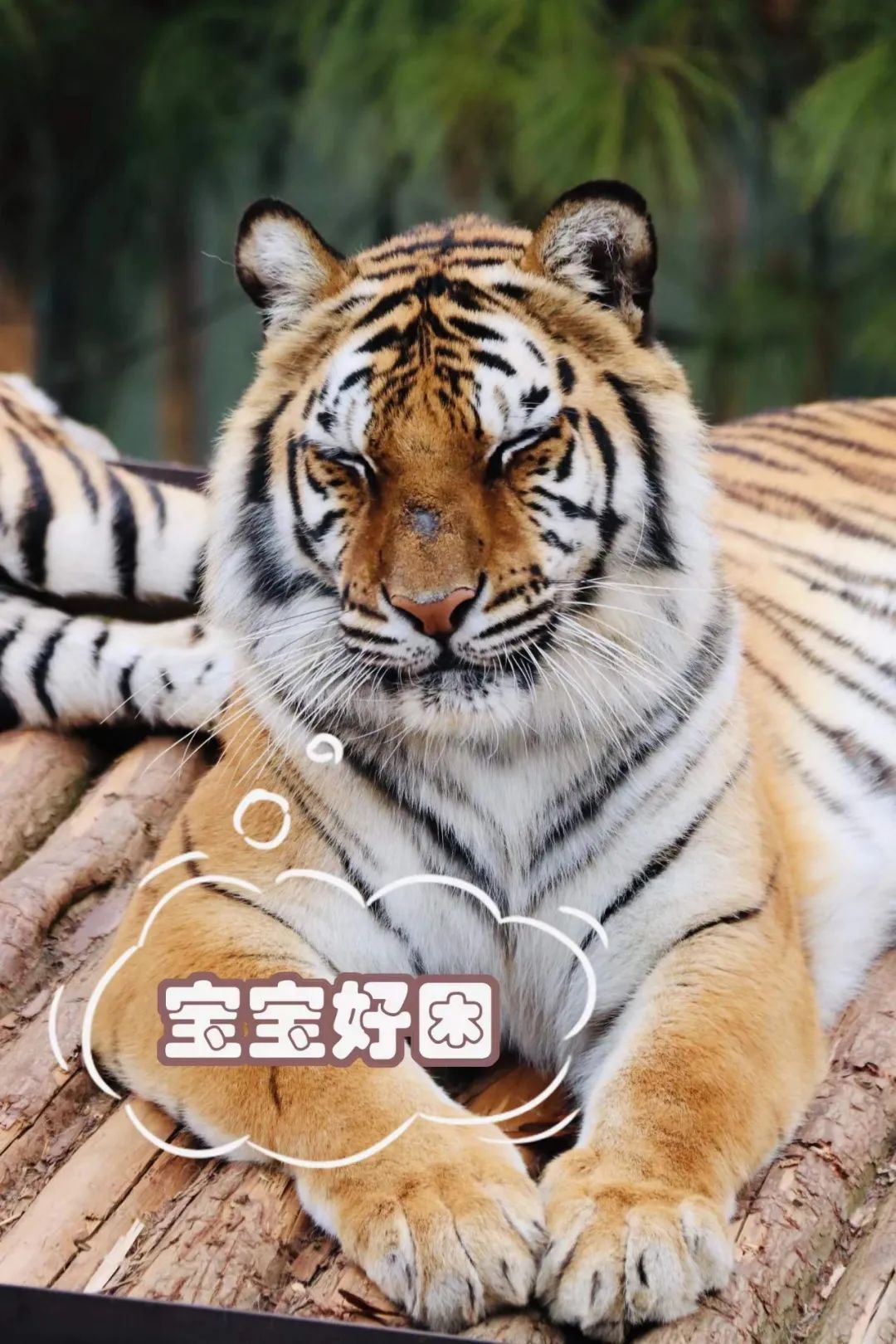 云南野生动物园