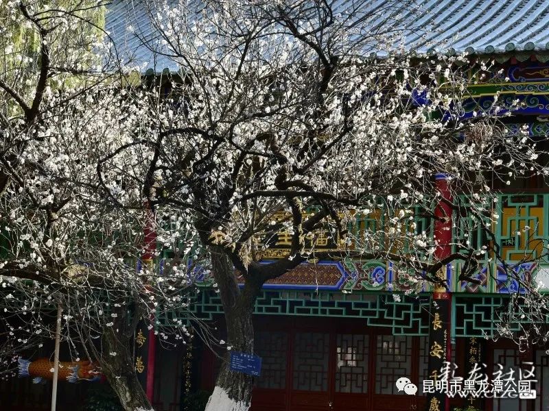 昆明市黑龙潭公园