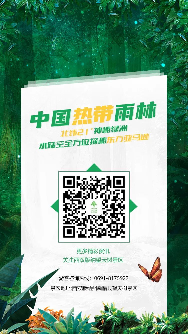 西双版纳望天树景区