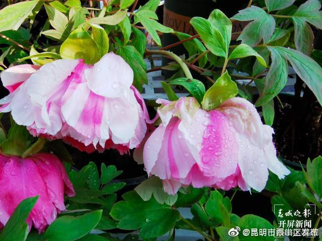 “昆明市西山区发布”微博