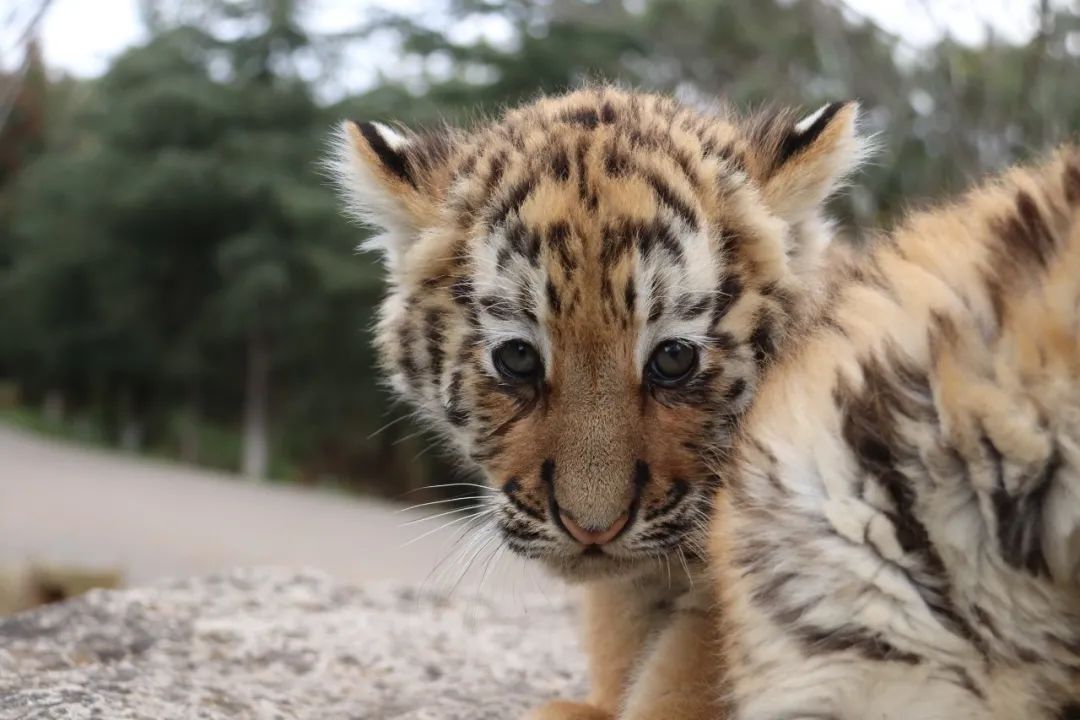 云南野生动物园