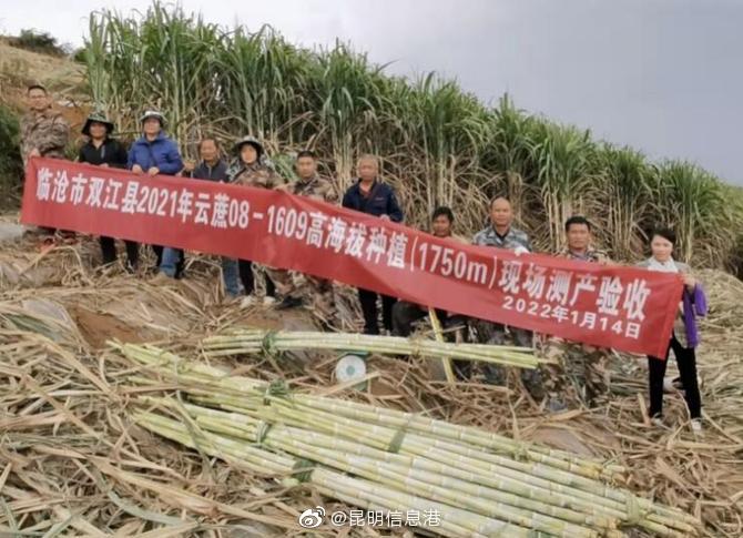 最高亩产11.13吨！“云蔗08-1609”在云南双江创造1750米高海拔蔗区高产新纪录