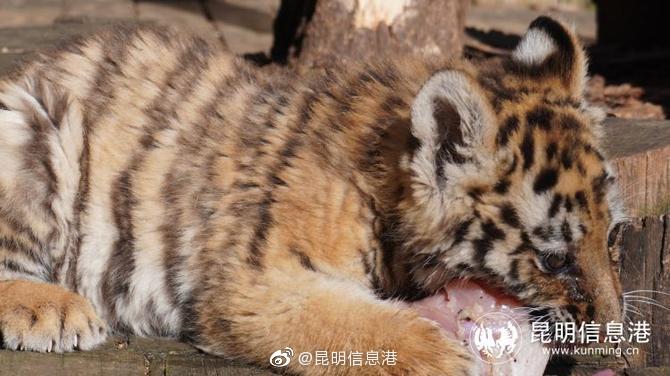 昆明信息港