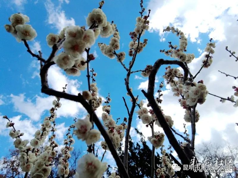 昆明市黑龙潭公园