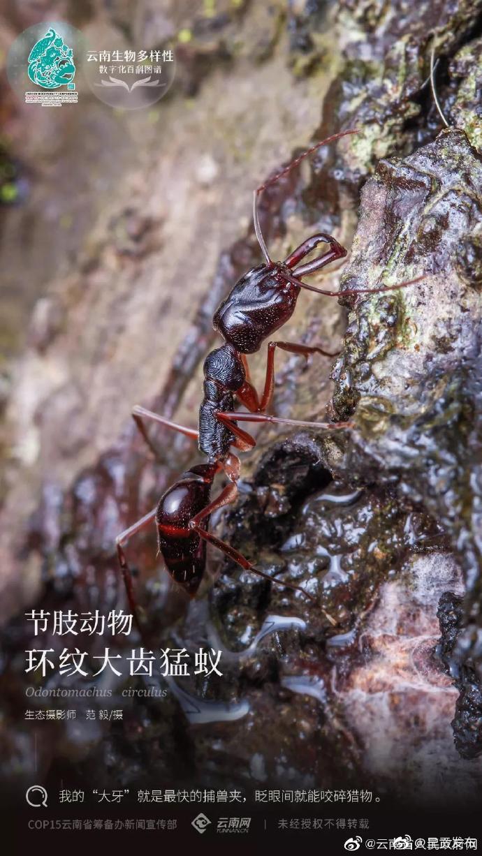 节肢动物——环纹大齿猛蚁