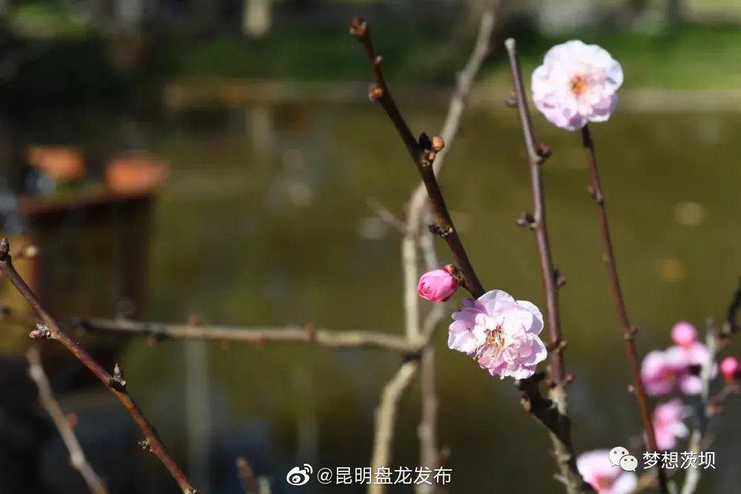 昆明盘龙发布