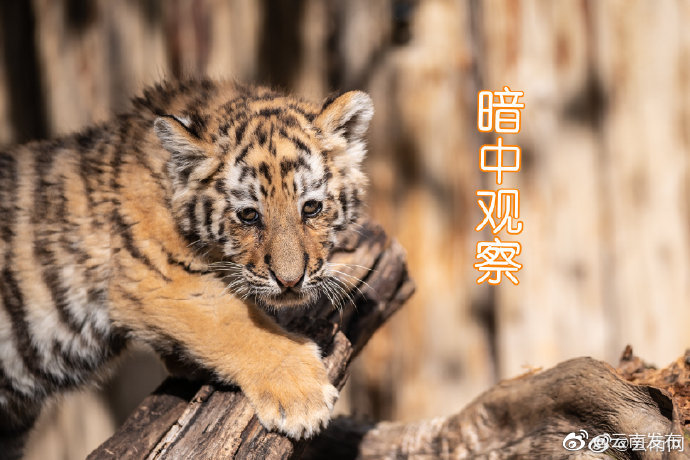 “云南发布”微博
