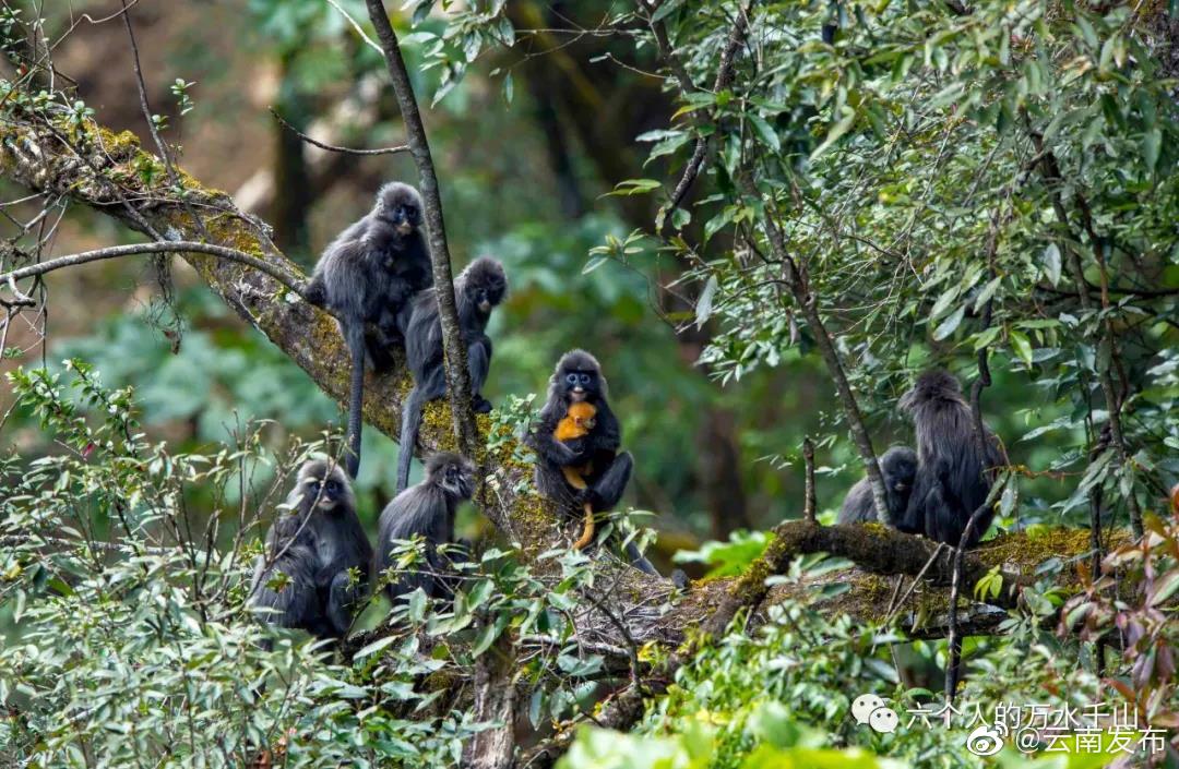 “云南发布”微博