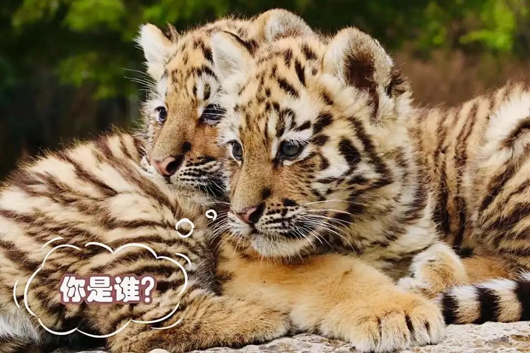 云南野生动物园