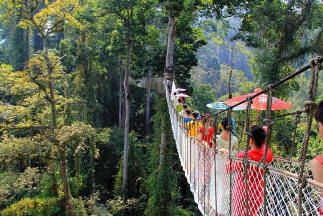 西双版纳望天树景区