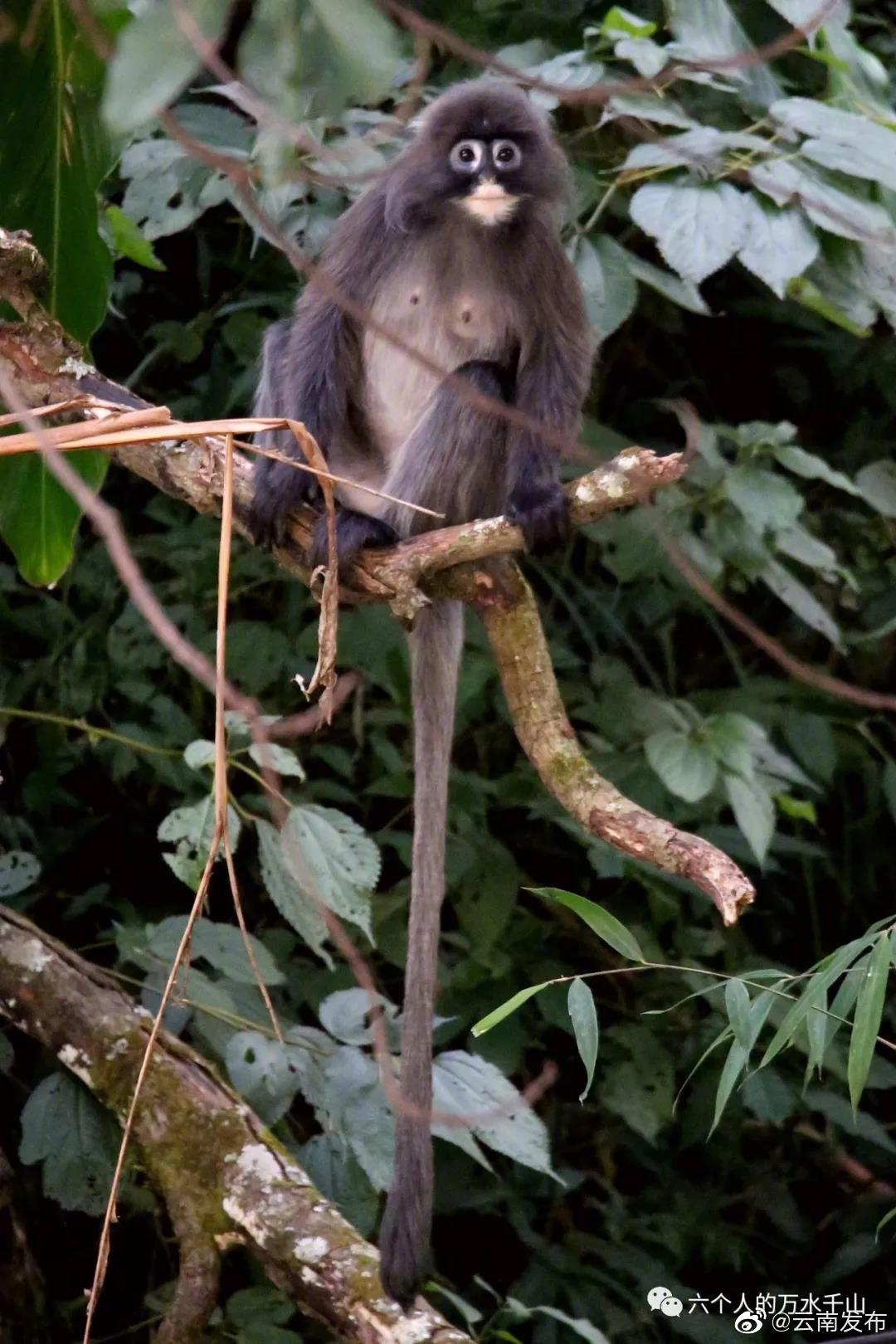 “云南发布”微博