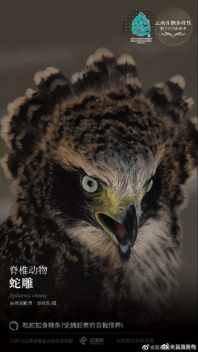 脊椎动物——蛇雕