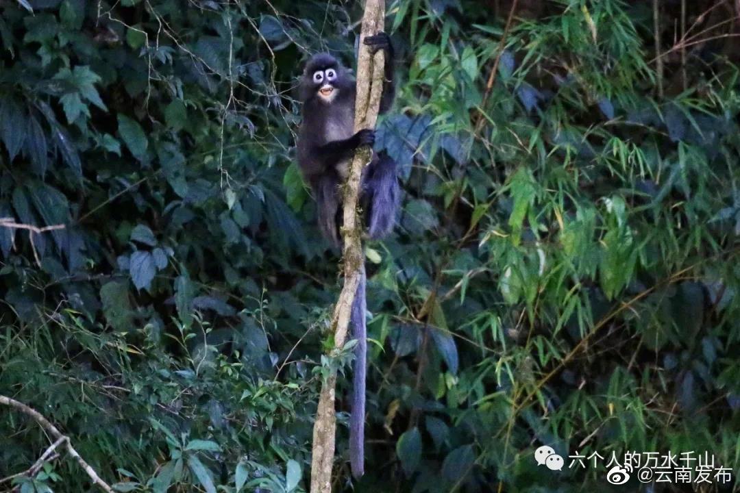 “云南发布”微博