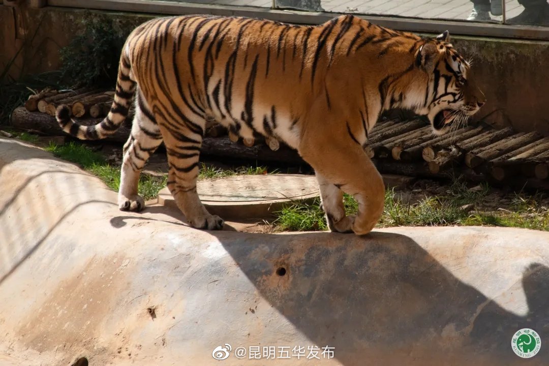 “昆明五华发布”微博