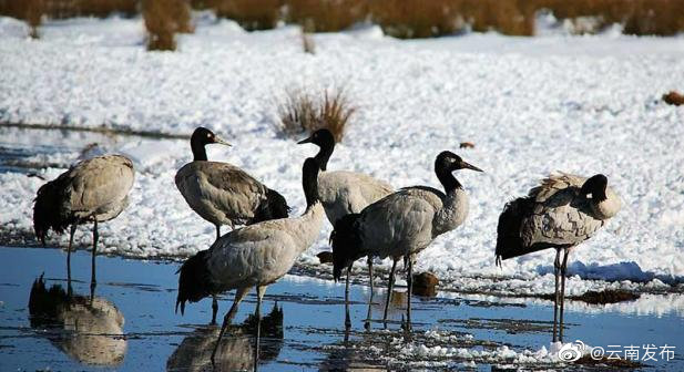 “云南发布”微博