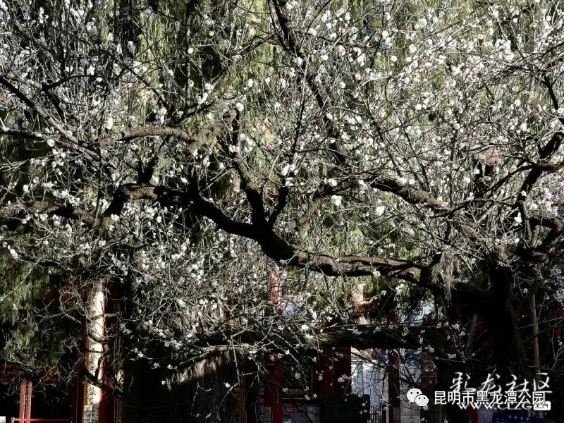 昆明市黑龙潭公园