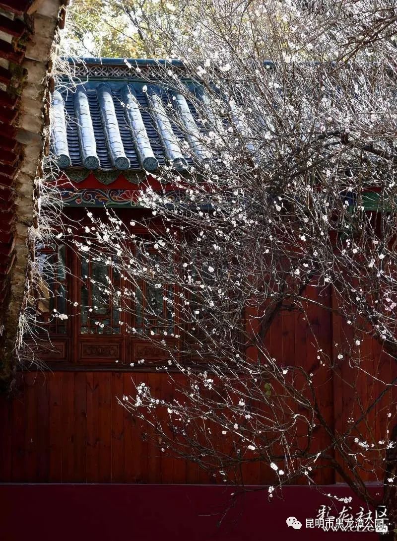 昆明市黑龙潭公园