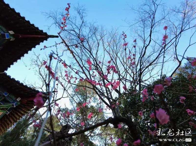 大观楼