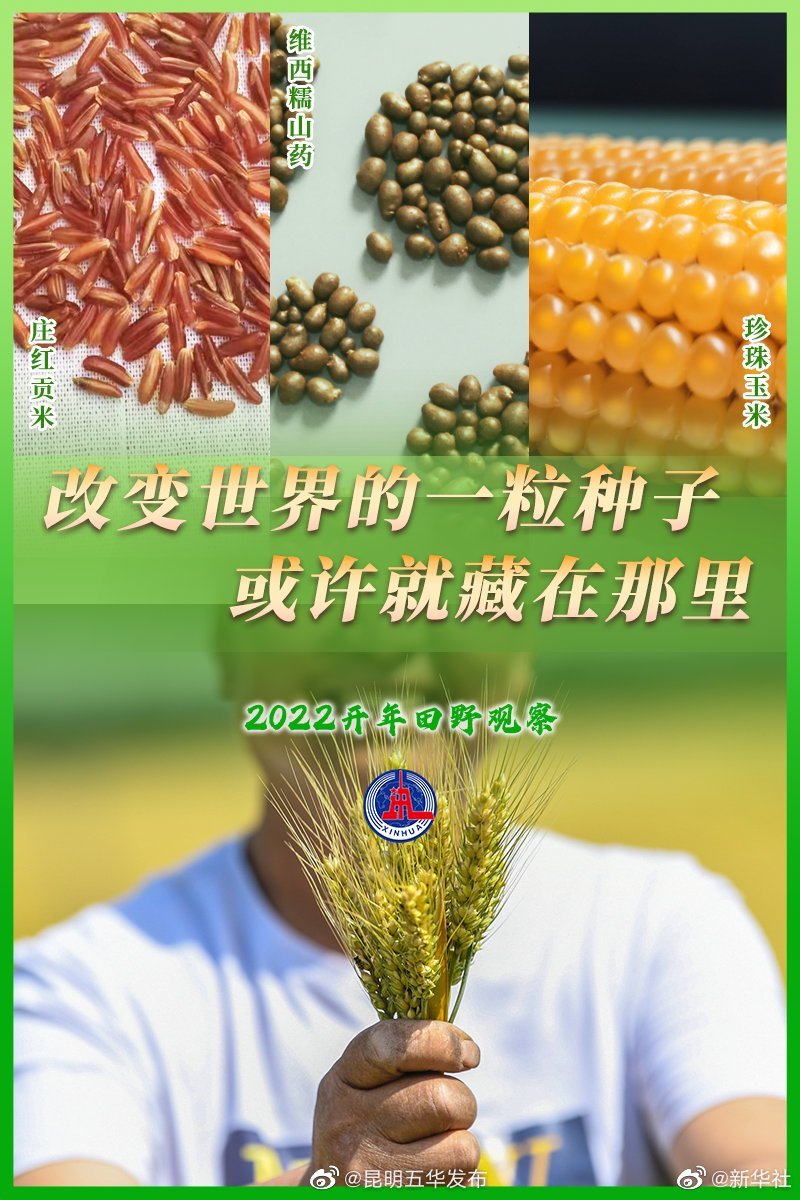 这种玉米在锅里加热就能变成爆米花